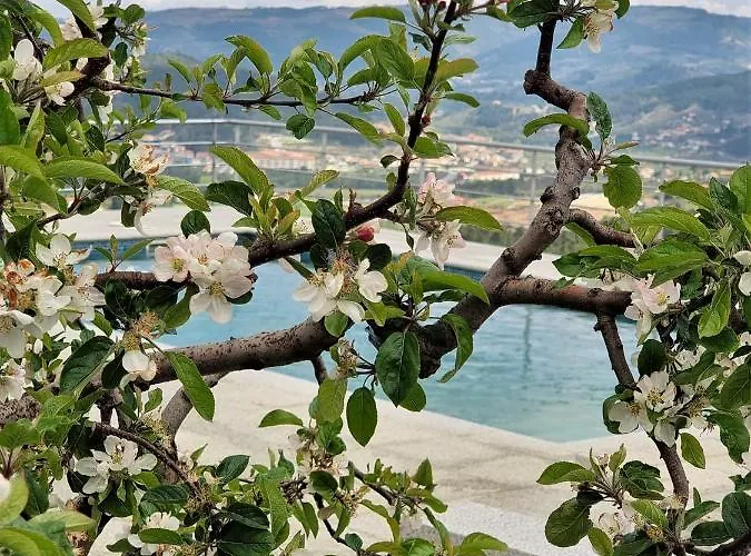 Quinta Da Gandarela Semesterbostad Tarouca